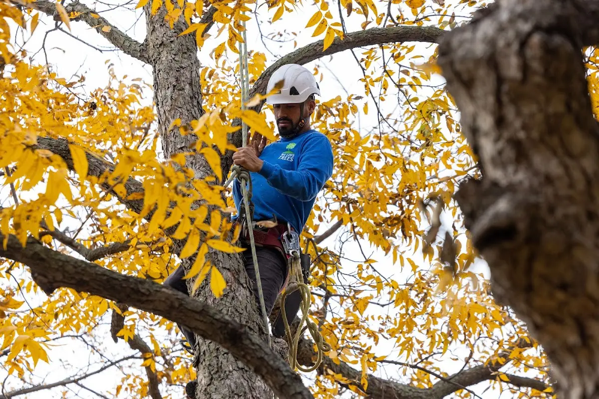 Skilled Tree Pruning crew working in Wenatchee